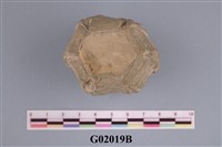 藏品(加冠冠狀藤壺(模))的圖片